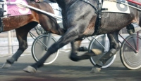 Horse Betting