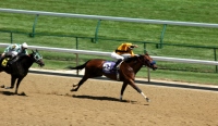 Thoroughbred Horse Racing